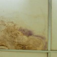 4 Ways Of Mold Growth Prevention For Your Portland Home